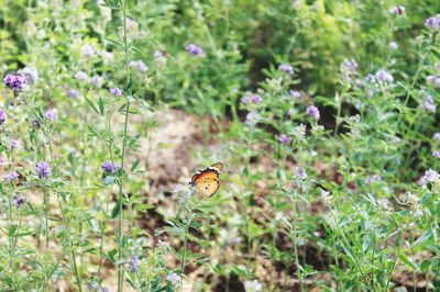 Butterfly pollinating on flower