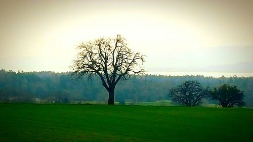 Bare trees on grassy field