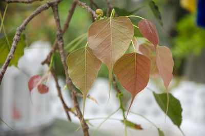 Close-up of leaves on tree during autumn