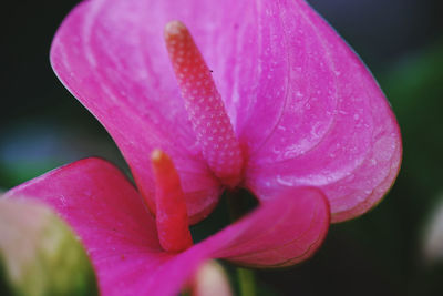 Close-up of wet pink flower