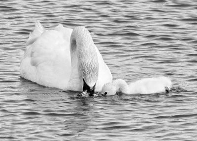 Swan swimming in a lake