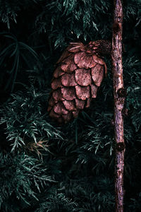 Close-up of pine cone on tree