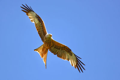 Hunting red kite with spreaded wings flying in clear blue sky