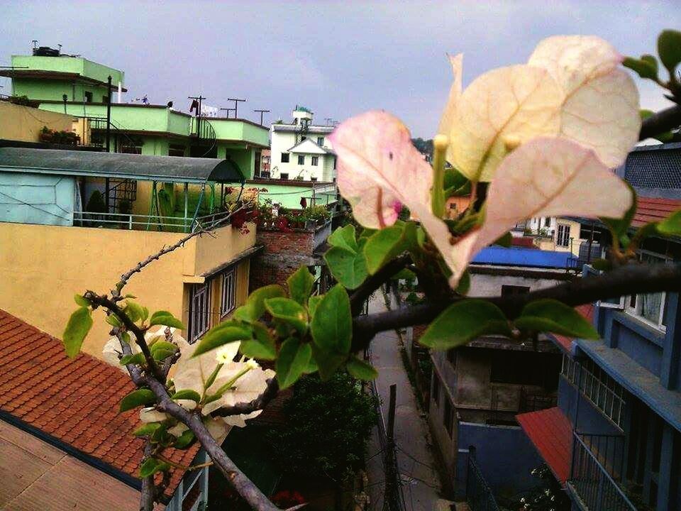 building exterior, architecture, built structure, flower, potted plant, plant, residential building, residential structure, house, growth, leaf, city, window, low angle view, building, balcony, day, outdoors, no people, sky