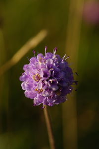 Close-up of purple flowering plant