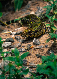 High angle view of lizard on land