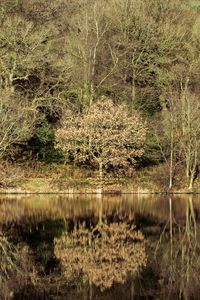 Full frame shot of lake with grass in background