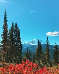 Scenic view of flowering plants against clear blue sky