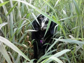 Dog looking away in grassy field