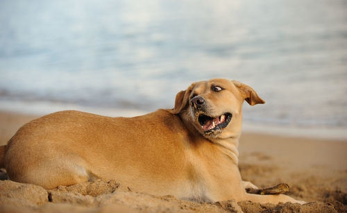 Close-up of dog sitting against sky