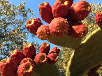 Low angle view of cactus growing on tree against sky