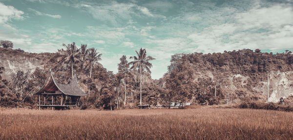 Plants growing on field against sky