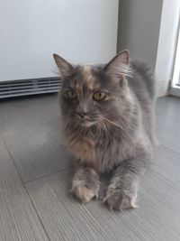 Portrait of cat sitting on floor at home