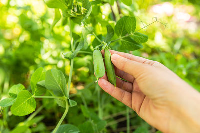 Cropped hand holding plant