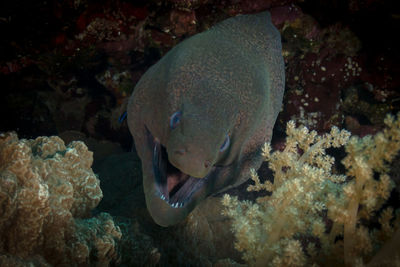 Close-up of fish in sea