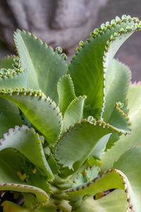 Close-up of succulent plant