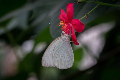 Close-up of butterfly pollinating red flower