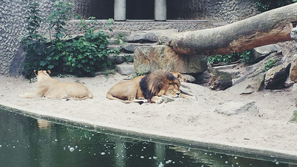 animal themes, mammal, domestic animals, one animal, pets, two animals, animals in captivity, zoo, relaxation, water, livestock, day, fence, zoology, no people, outdoors, animal family, domestic cat, full length, cat