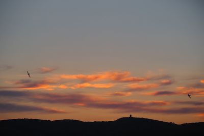 Silhouette of birds flying in sky during sunset