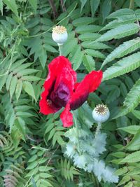 Close-up of red flowers