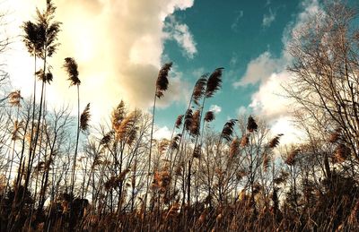 Low angle view of plants against sky