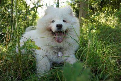 Close-up of dog on field