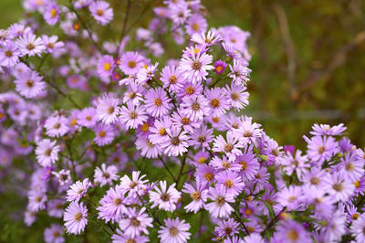 Autumn flowers aster novi-belgii vibrant light purple color in full bloom in the garden