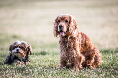 Two dogs on a field