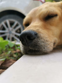 Close-up of dog sleeping