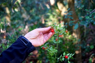 Cropped hand holding growing fruits