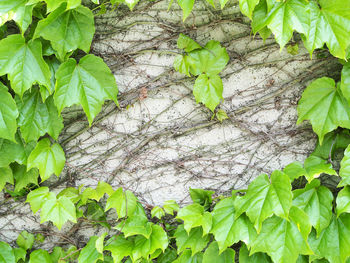 High angle view of ivy growing on tree