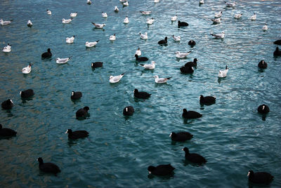 High angle view of ducks swimming in sea