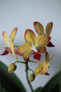 Close-up of yellow flowering plant