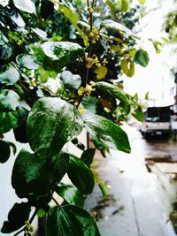 Close-up of fresh green plant