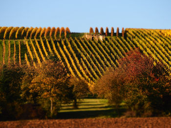 View of vineyard against sky