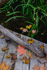 Close-up of autumn leaves fallen on footpath