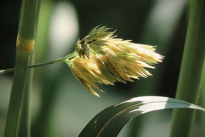 Close-up of flower on plant