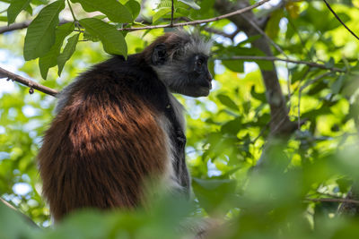 Low angle view of monkey on tree