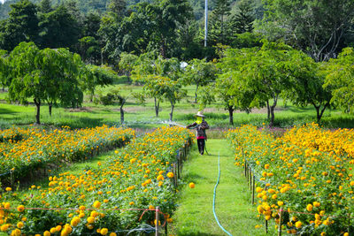 Man watering flowering plants at farm