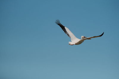 Low angle view of seagulls flying against clear blue sky