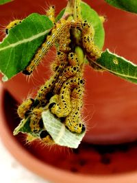 Close-up of insect on plant