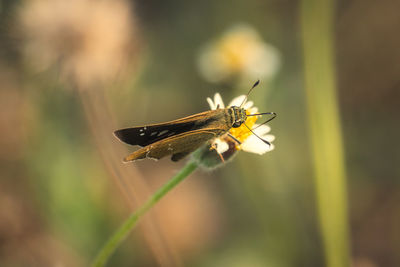 Close-up of insect on blade of grass