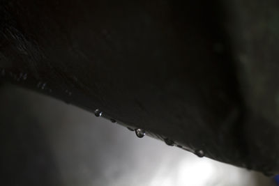 Close-up of raindrops on snow