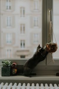 Close-up of cat on window sill