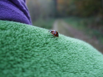 Close-up of ladybug on man