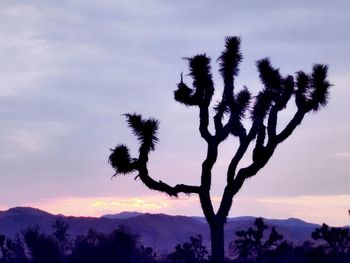 Silhouette tree against sky during sunset