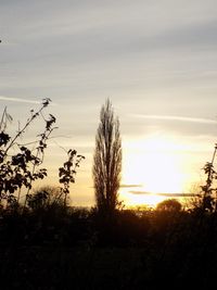 Silhouette trees against sky during sunset