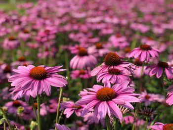 Close-up of pink flowering plants on field