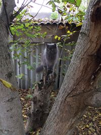 Cat on tree trunk in forest