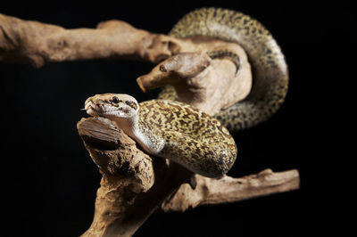 Python on wood against black background